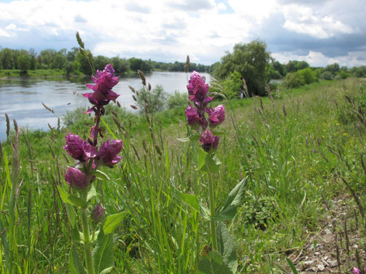 Donaublick, Foto Michael Körner