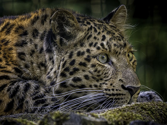 Das Foto des Monats Juli - Gernot Wührleitner - Nordchinaleopard