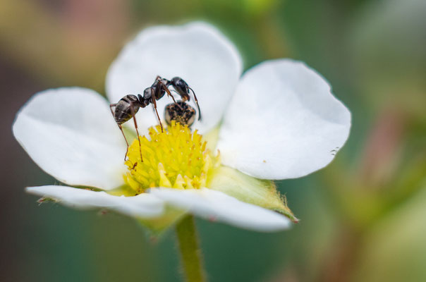 Platz 6: Gernot Wührleitner - Ameise auf Erdbeerblüte - 7,00 Punkte