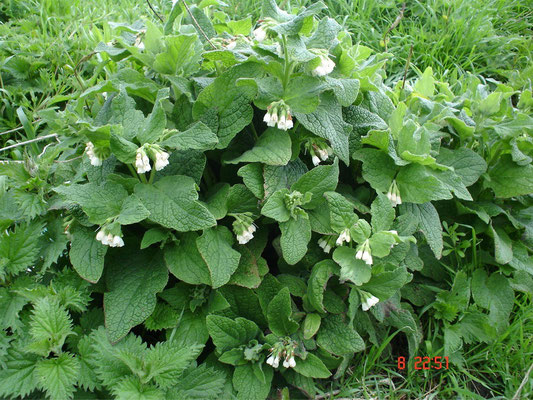 Comfrey