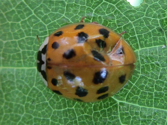 Harlequin ladybird Harmonia axyridis. This one is quite damaged