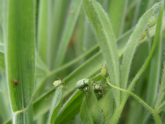 A collection of aphids and small beetles