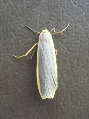 Common footman moth Manulea lurideola