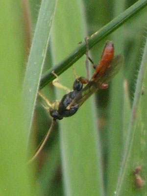 Miscellaneous small predatory wasp, about 1/2" long