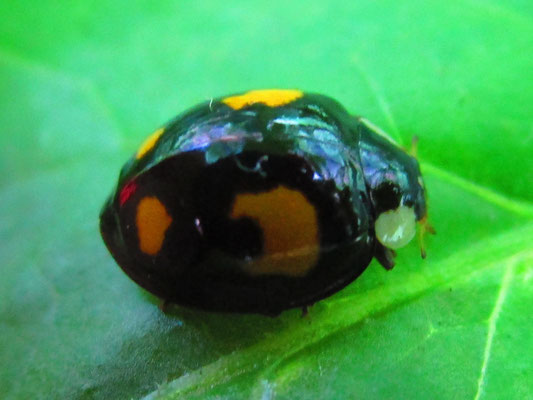 Harlequin ladybird Harmonia axyridis