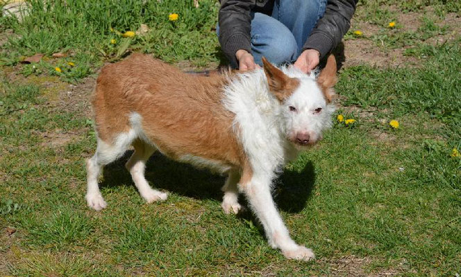 MOLLY (adoptée)