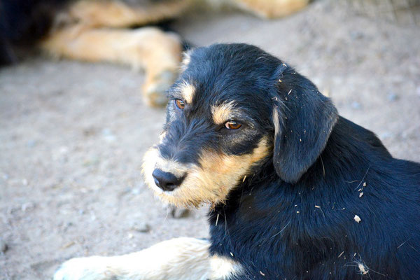 BUDDY (adopté)