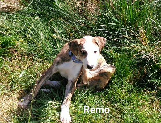 REMO (adopté)