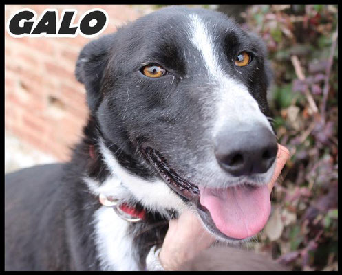 GALO (adopté)