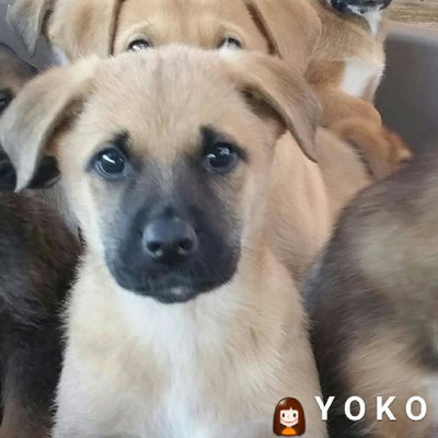 YOKO (adoptée)