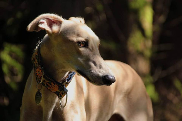 Chiens A L Adoption Sauvetage Adoption De Levriers Galgos Podenco Espagnols