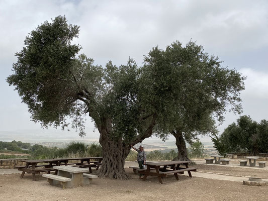 ThP 230603 Israël - Tzippori - Een monumentale olijfboom, deze kan duizenden jaren oud zijn... een vriend voor het leven, die heel wat heeft gezien..