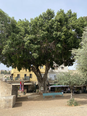 ThP 230602 Israël - Nazareth - De prachtige boom bij de Maria-fontein. Aad zorgt voor zicht op de ware grootte.