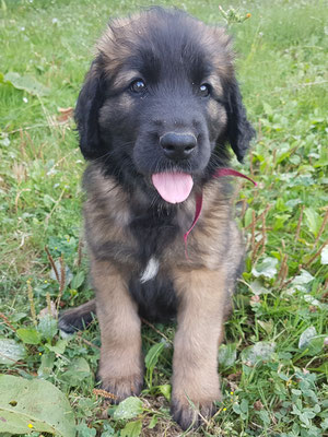 Odyssée, femelle, disponible