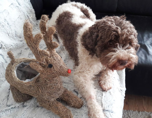 Frohe Weihnachten Wunschen Cara Jule Und Leevi Lagotto Romagnolo Bergstrasse