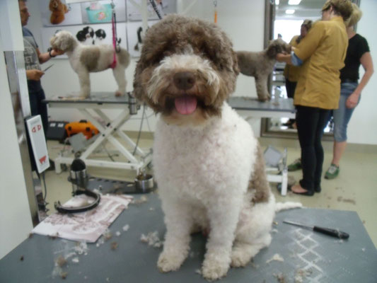 Pflege Des Lagotto Romagnolo Lagotto Romagnolo Bergstrasse