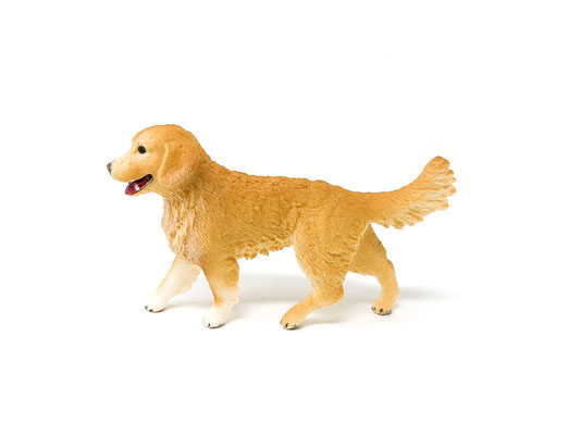 16395 Golden Retriever Hündin 2014-2025