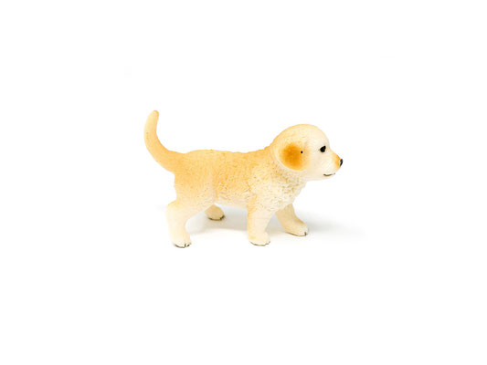 16396 Golden Retriever Welpe 2014-2025