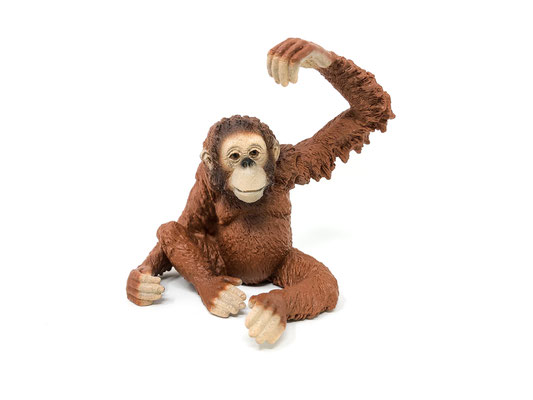 14775 Orang-Utan Weibchen 2017-2025