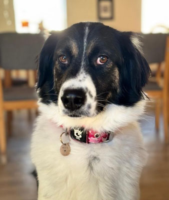 Maya
