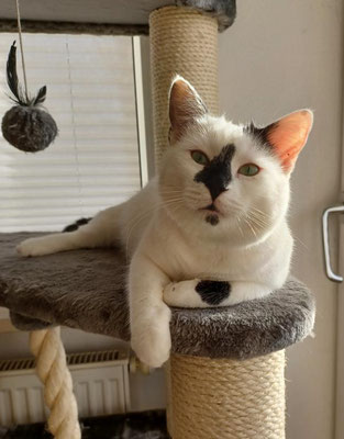 Tyson