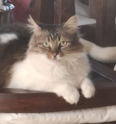 Lotti