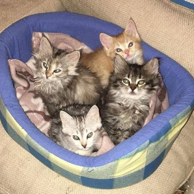 Katze aus dem Tierschutz