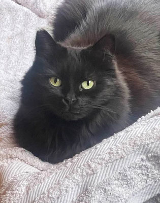 Feli