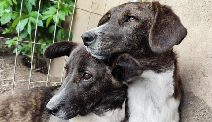 Hund und Katze aus dem Tierschutz