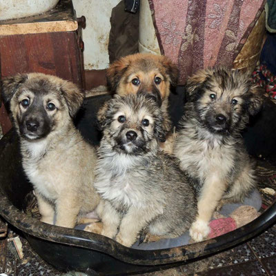 Hund aus dem Tierschutz