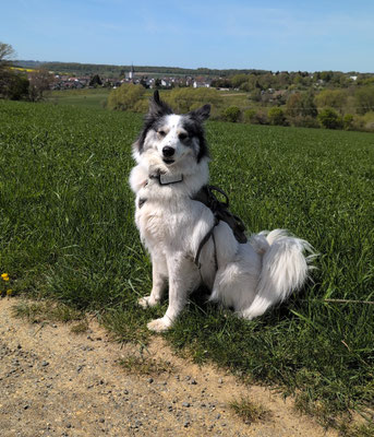 Ajuna