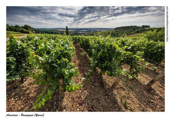 Irancy - Yonne © Nicolas GIRAUD