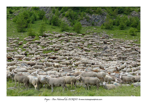 Prapic - P.N.E. © Nicolas GIRAUD
