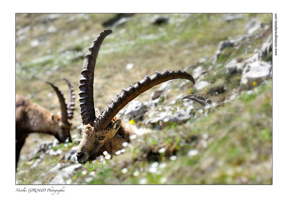 Bouquetins - P.N.R. du Vercors © Nicolas GIRAUD