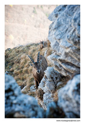 Bouquetin - P.N.R. du Vercors © Nicolas GIRAUD