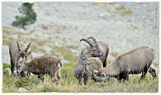 Bouquetins - P.N.R. du Vercors © Nicolas GIRAUD