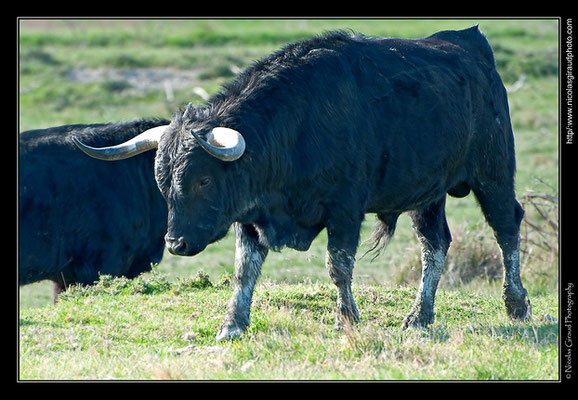 Camargue © Nicolas GIRAUD