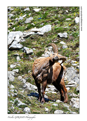 Bouquetins - P.N.R. du Vercors © Nicolas GIRAUD