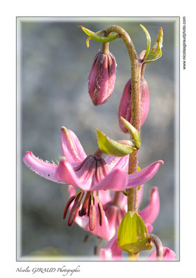 Lys Martagon - Belledonne © Nicolas GIRAUD