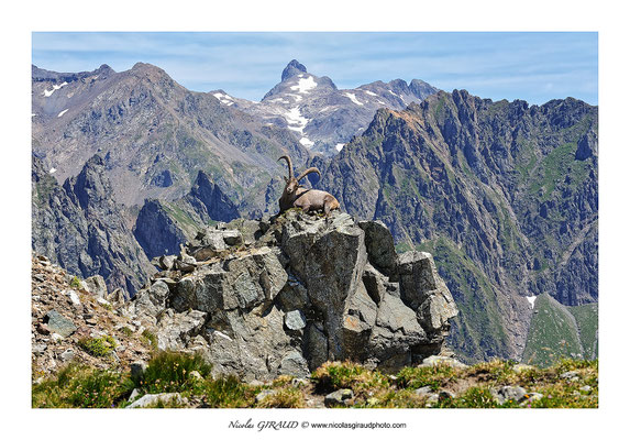 Bouquetin - Belledonne © Nicolas GIRAUD