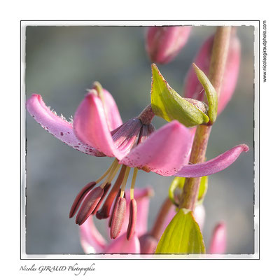 Lys Martagon - Belledonne © Nicolas GIRAUD