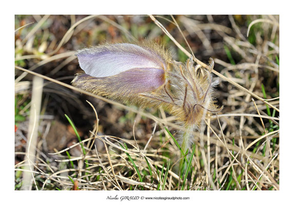 Anémone pulsatille - Tabor © Nicolas GIRAUD