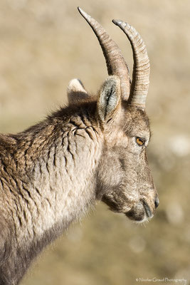 Chamois - P.N.R. du Vercors © Nicolas GIRAUD