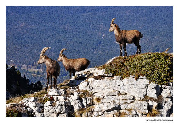 Bouquetin - P.N.R. du Vercors © Nicolas GIRAUD