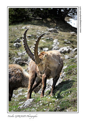 Bouquetins - P.N.R. du Vercors © Nicolas GIRAUD