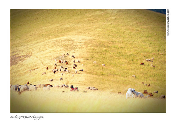 Le Miélandre - Drôme Provençale © Nicolas GIRAUD