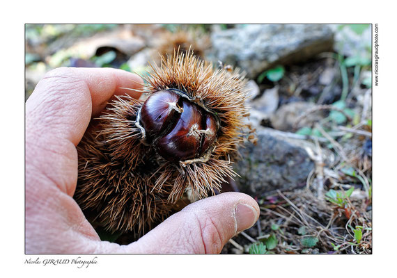 Montagne Ardéchoise - P.N.R. des Monts d'Ardèche