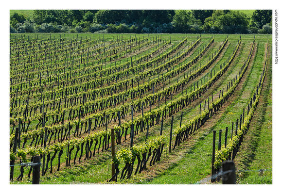 Hautes Côtes de Nuits - Côte d'Or © Nicolas GIRAUD