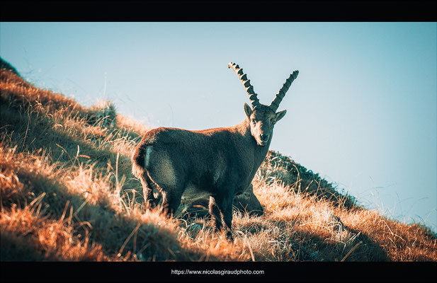 Bouquetin - P.N.R. du Vercors © Nicolas GIRAUD