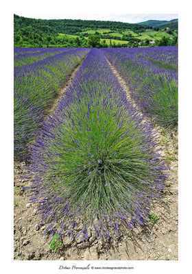 Drôme Provençale © Nicolas GIRAUD